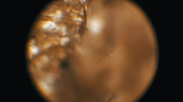 Circular microscope view of organic paper pulp fibers showing a brown texture. A soft focus shifts across the sample against a black background for lab analysis.