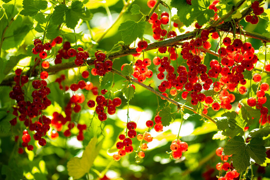 Background of red currant bush. Sweet red berries in the sunlight. Natural summer vibe.