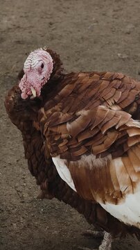 Vertical video. Brown turkey walks calmly around farmyard in countryside setting.