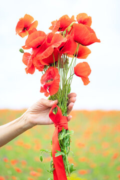 bouquet of poppy flowers on the background of the red poppy field, flowering meadow, summer mood,