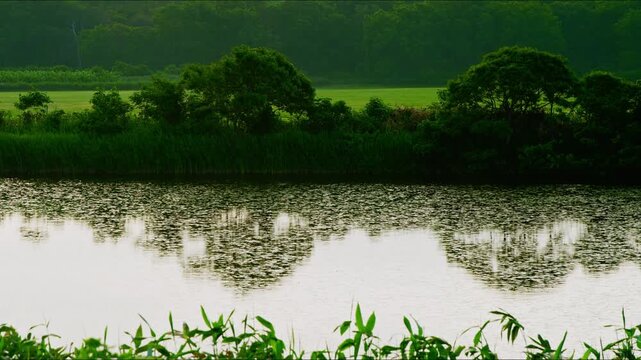 Morning reflections on a calm lakeside surrounded by lush green forest in Hokkaido, Japan