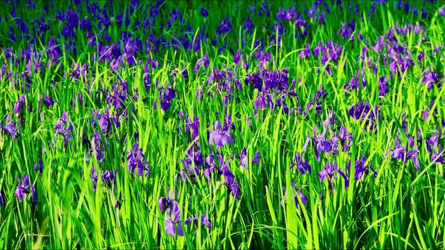 Blooming wild Japanese iris flowers in a lush green meadow during early summer