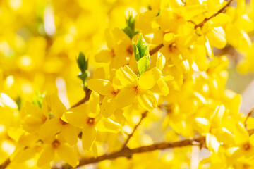 Fototapeta premium Close-up of bright yellow forsythia in bloom. Nature's awakening.