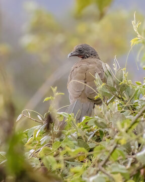 A Colombian chachalaca perched on top of a feijoa tree