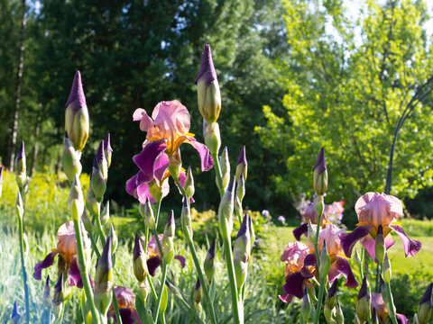 German bearded iris wine red and yellow flowers,  Iris germanica, blooming in a sunny garden, closeup, big trees on a background