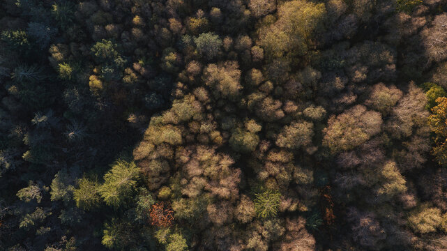 Aerial view of a native oak forest displaying vibrant autumn colors with dense canopy textures and golden sunlight in Portugal.