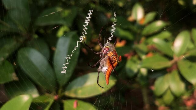 Giant Golden Orb Weaver Spider Trichonephila pilipes resting on its orb web while feeding on a silk-wrapped insect. The footage captures the spider's distinctive yellow-and-black abdomen, long legs