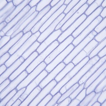 Microscopic Plant Tissue Cellular Lattice