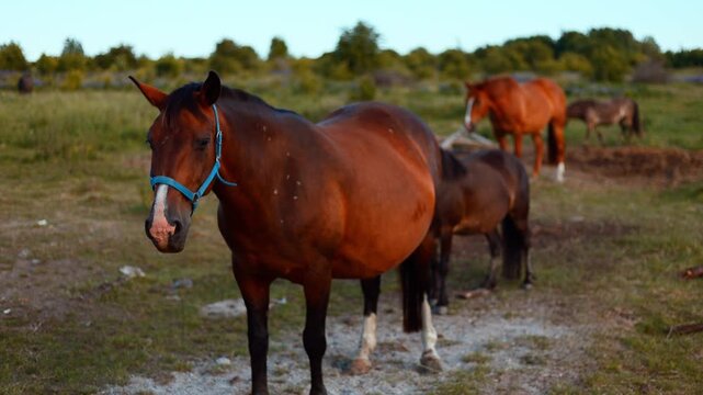 Brown horse standing in a meadow during the golden hour. Herbivore animal grazing in a field. Rural livestock scenery, nature landscape with domestic mammal pet.