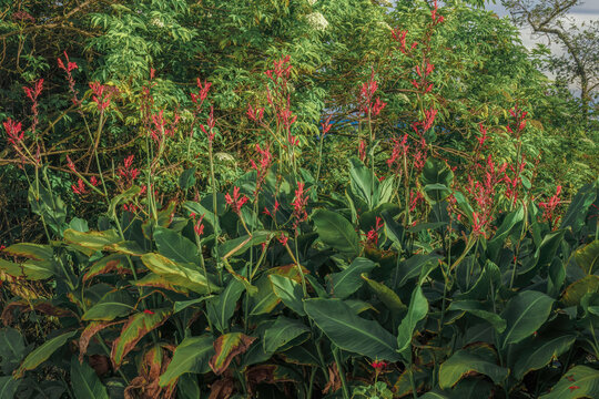 Indian shot plants in bloom illuminated by the sunset light