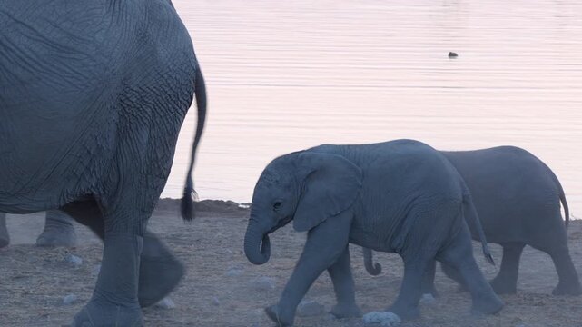Elephant calves follow their mother around a waterhole, Etosha National Park, Namibia.