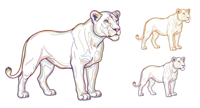 Three standing profile illustrations of a lioness in different color schemes including a large rainbow outlined version and smaller gold and black ones.