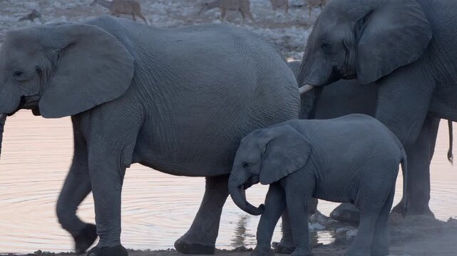 An elephant calf follows its mother around a waterhole, Etosha National Park, Namibia.