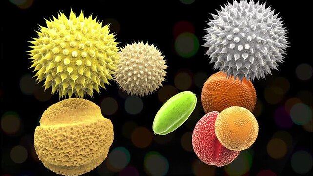 Pollen grains, 3D animation showing various airborne pollen particles of different shapes and surface textures slowly drifting in air, associated with plant reproduction and seasonal allergies.