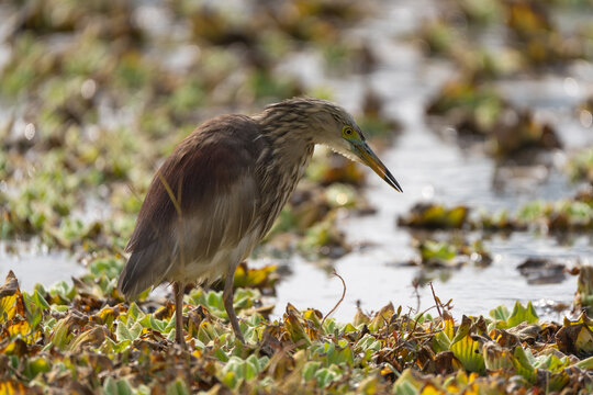 Indian Pond Heron hunting for food in shallow water. This wildlife photo captures the bird catching prey with patience and precision in its natural wetland habitat. Perfect for wildlife, bird, nature,