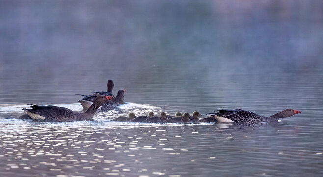 Pair Of Geese And Their Goslings