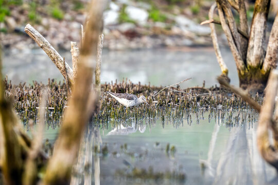 Common Greenshank At The Lake