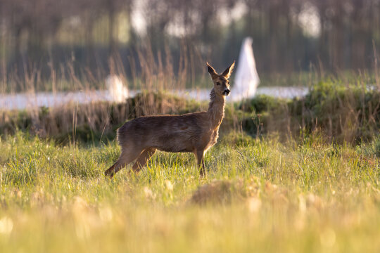 Deer Standing Among Trees