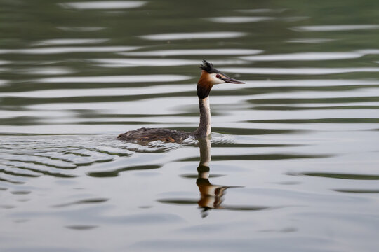 Great Crested Grebe glides across peaceful lake surface