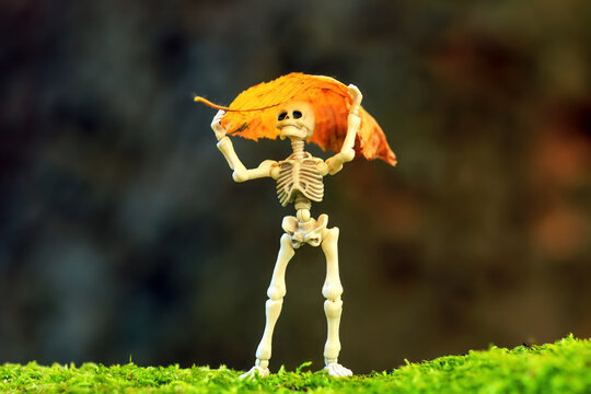 Whimsical toy skeleton figurine holding dry yellow leaf over head, hide from rain