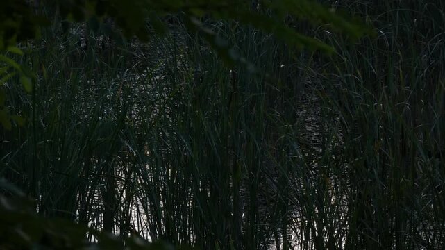 Broadleaf cattail (Typha latifolia) green dense stems growing in deep wetland marsh pond during twilight. Medium shot, low key atmosphere. Botanical growth and swamp flora lifecycle.