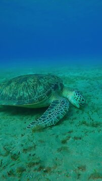 Vertical footage, Sea turtle greedily eats seaweed on seagrass meadow, Medium shot, Slow motion of Great Green Sea Turtle, Chelonia mydas on seabed