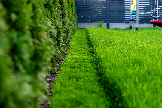 Cutting overgrown lawn grass in a residential backyard