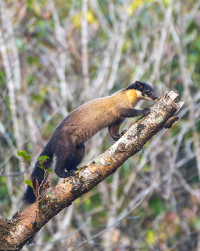 ellow-throated Marten perched on the top of a tree branch, alert and scanning its surroundings in a natural forest habitat. A beautiful wildlife photograph showcasing one of Asia's most agile and colo