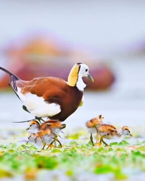 jacana tiny chicks tumble down gently 