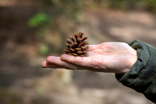 Hand gently holding a pine cone
