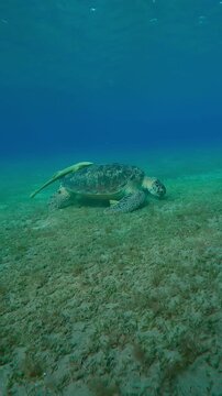 Vertical footage, Camera moving forwards approaching the Sea turtle greedily eats seaweed on seagrass meadow, Medium shot, Slow motion of Green Sea Turtle, Chelonia mydas on seabed