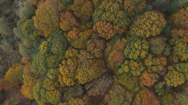 Aerial view of a native oak forest displaying vibrant autumn colors with dense foliage and varied textures in Portugal.