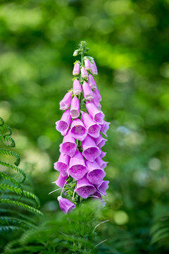 Purple foxglove flower close-up, green background