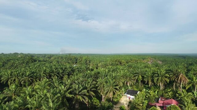 Aerial view of a vast expansion of oil palm plantation with small houses scattered below, showcasing lush tropical landscapes, geometric palm rows, peaceful rural settlements.