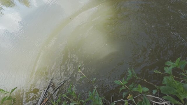 POV of an angler releasing a fresh caught tilapia fish back into the water 