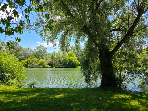 germany, graceful willow tree beside peaceful prey lake surrounded by vibrant summer greenery calm water and bright blue sky