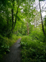 Fototapeta premium germany, jungle like hiking trail winding through dense green forest with lush plants creating magical summer adventure atmosphere