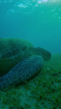 Vertical footage, Sea turtle grazing on seabed in evening light, Slow motion of Green Sea Turtle, Chelonia mydas on bottom eating Smooth ribbon seagrass, Cymodocea rotundata