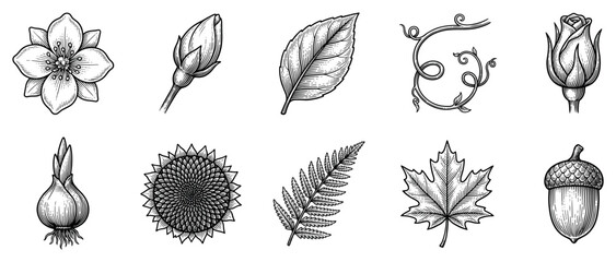Fototapeta premium Nature elements icons set. Botanical plants and floral concept. Includes flower, rosebud, leaf, vine, bulb, sunflower, fern, maple leaf, acorn. Engraved line art style