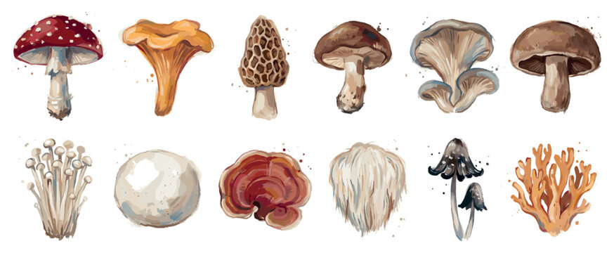 Mushroom icons set. Variety of edible and poisonous fungi concept. Includes fly agaric, chanterelle, morel, shiitake, oyster, portobello, enoki, reishi, lion's mane, shaggy ink cap, coral