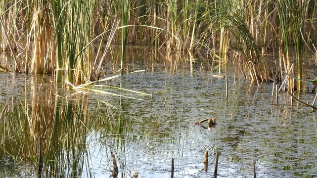 Green duckweed covering water surface near dry brown cattail reeds in fragile wetland bog. Medium shot, natural lighting atmosphere. Environmental awareness and global responsibility.