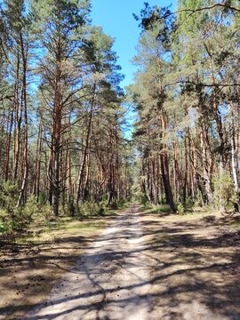 Dirt road stretching through a sunny pine forest on a bright summer day