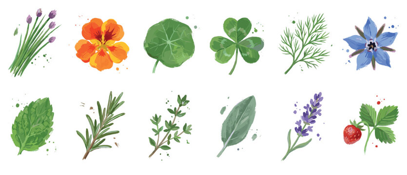 Herb and spice icons set. Culinary ingredients and natural flavors concept. Includes chives, nasturtium flower, nasturtium leaf, clover, dill, borage, mint, rosemary, thyme, sage, lavender,