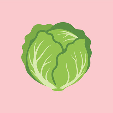 A fresh green cabbage head illustration on a pink background