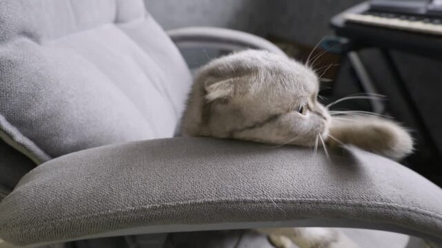 Playful Scottish Fold cat gets stuck while hanging upside-down in an office chair. Handheld close-up shot captures the funny and clumsy movements of the pet.