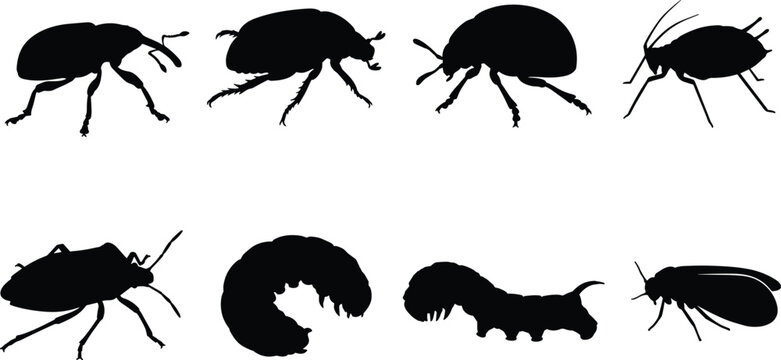 Agricultural garden pests silhouette set featuring destructive insects like weevil beetle stink bug aphid and caterpillar on white background
