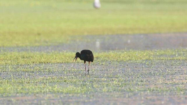 A white-faced ibis (Plegadis chihi) forages through shallow, duckweed-covered water at Shugru Reservoir, Lassen County, California.