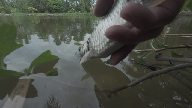 Hand releasing a small silver fish into the natural pond - sustainable angling