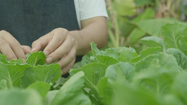 Organic farming, salad farm. Farmers harvest check  salad vegetables. Hydroponics vegetable grow naturally. greenhouse garden, Ecological Biological, Healthy, Vegetarian, ecology