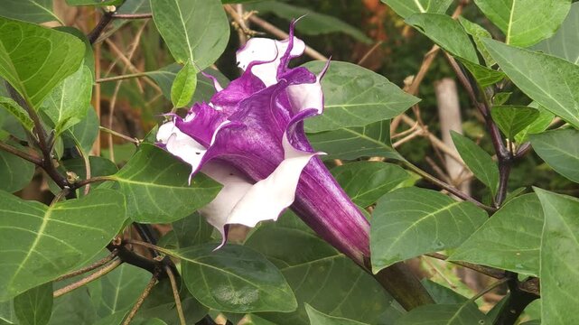Purple Devil's Trumpet Datura metel flower blooming in a natural garden. The elegant trumpet-shaped blossom with purple and white petals is captured in natural daylight